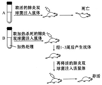 硫化体系的作用